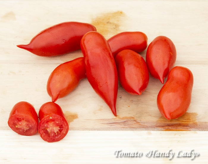 Piklik tomat ninaga Handy Lady, punane, Пальчиковый томат с носиком Хэнди Леди